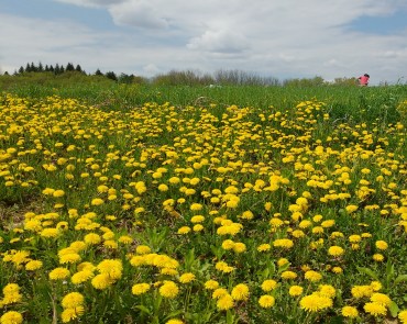 IMG_20190513_140922549